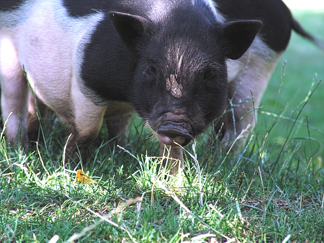 Schwein